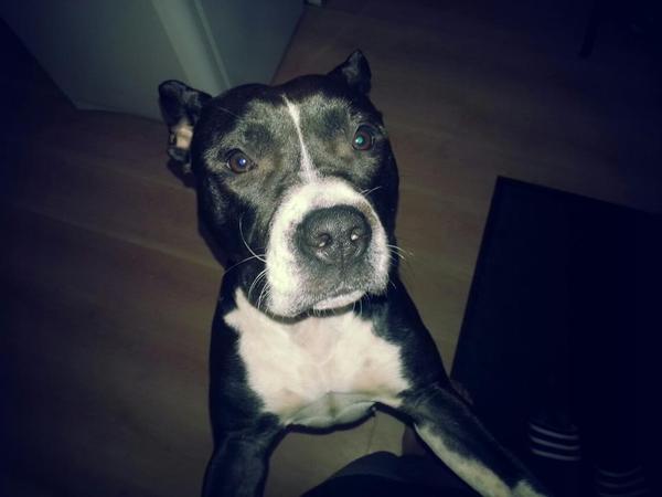 Opzoek naar de broertjes en zusje van Layka (pitbull)