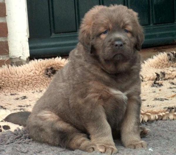 Do Khyi kennel DEKYI CHAMPA