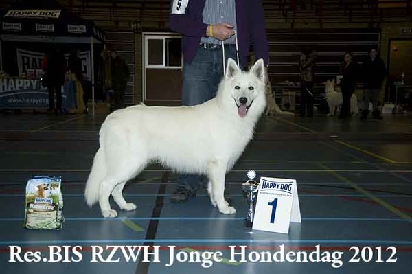 Zwitserse Witte Herdershond