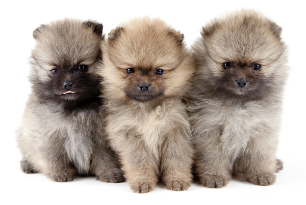 Dee's Pomeranians