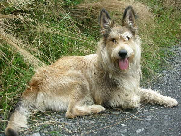 Picardische Herdershond