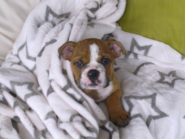 Engelse Bulldog