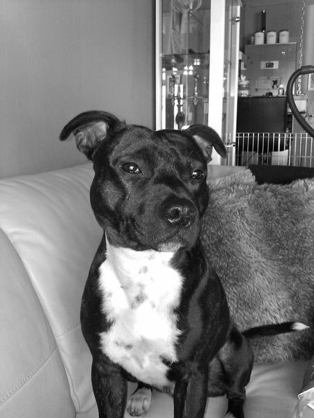 Staffordshire Bull Terrier