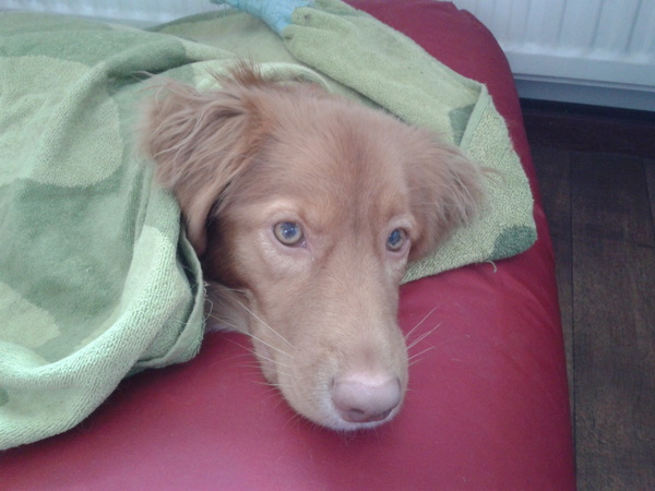 Nova Scotia Duck Tolling Retriever