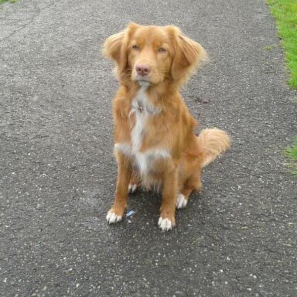 Nova Scotia Duck Tolling Retriever