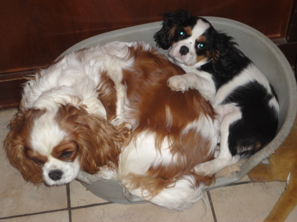 Cavalier King Charles Spaniel