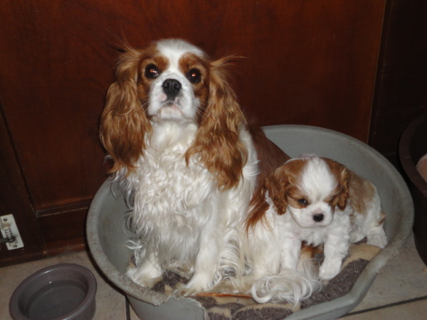 Cavalier King Charles Spaniel