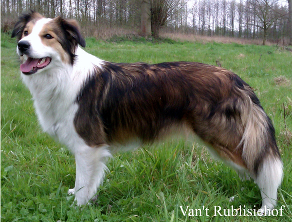 Van't Rublisiehof