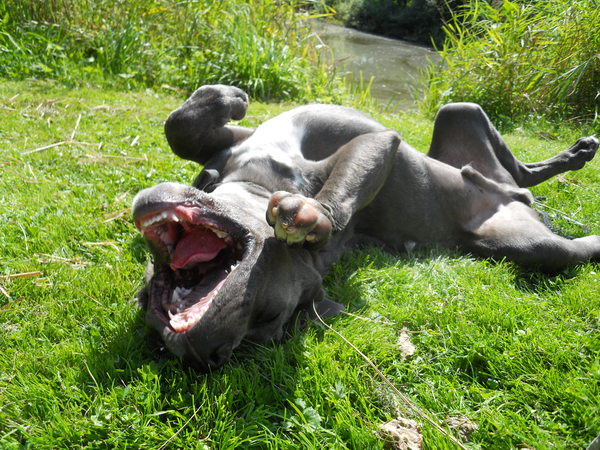 WIE HET LAATST LACHT LACHT HET BEST