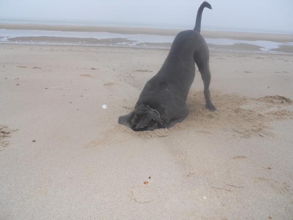 JE KOP IN HET ZAND STEKEN
