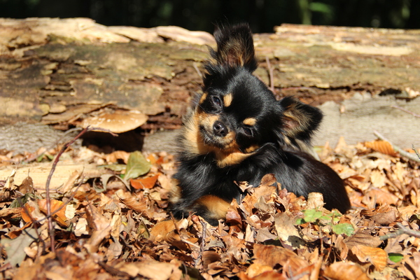 Wie zijn gat verbrand moet op de bladeren zitten