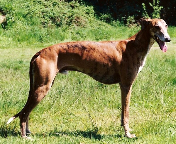 Galgo Español