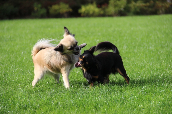 Kwade honden bijten elkaar niet
