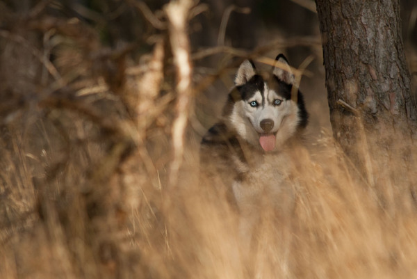 Door de bomen het bos niet meer zien