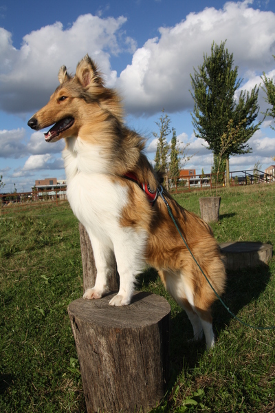 Hoge bomen vangen veel wind