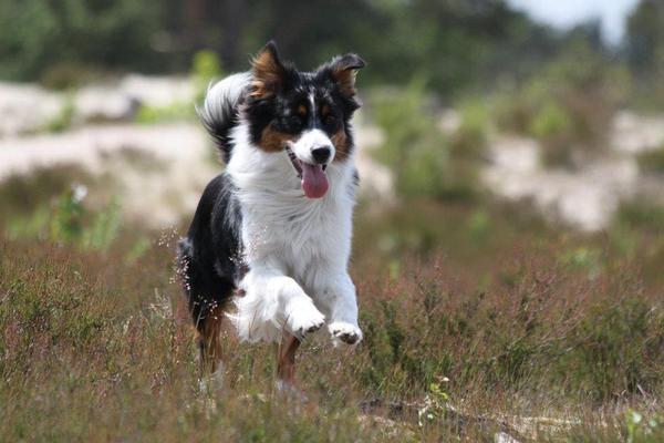 Inca springt een gat in de lucht