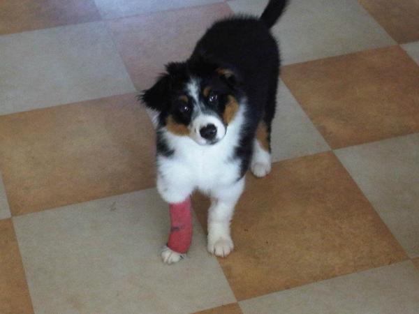 Kreupel wil altijd voordansen