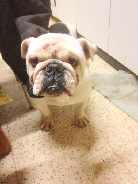 Engelse Bulldog