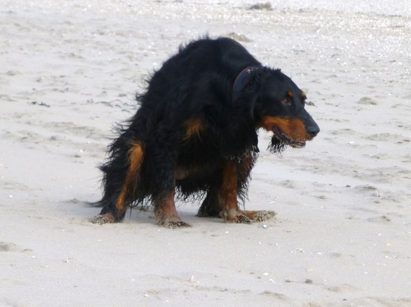 Iemand te kakken zetten