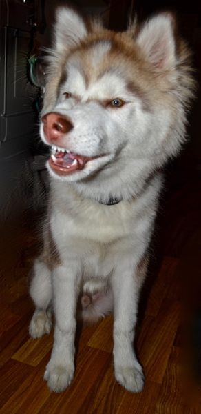 Oog om oog tand om tand 