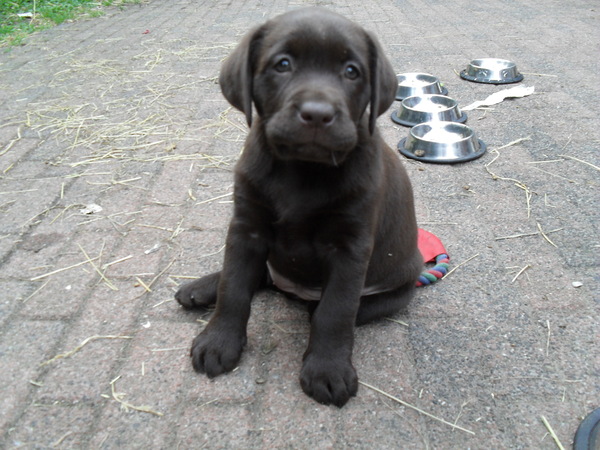 Een hond is stout op zijn eigen dam