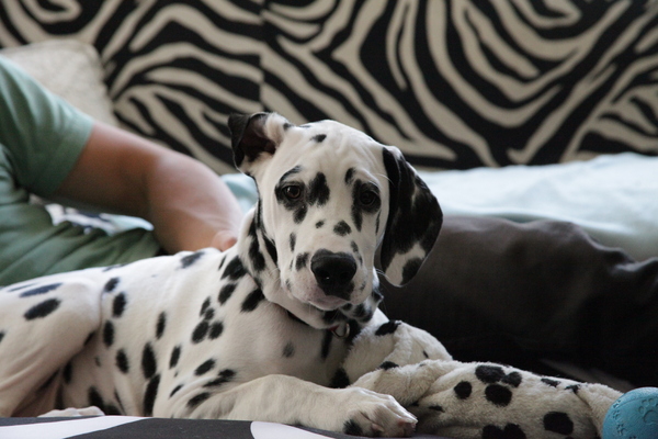 Met een half oor luisteren