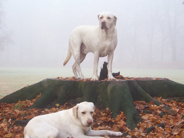 Hij is mij boven het hoofd gegroeid....