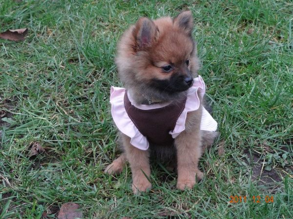 dolce de pomeriaan :)