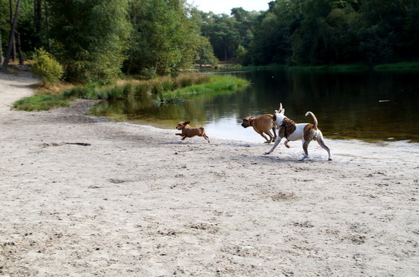 Als twee honden vechten om een been, loopt de derde ermee heen