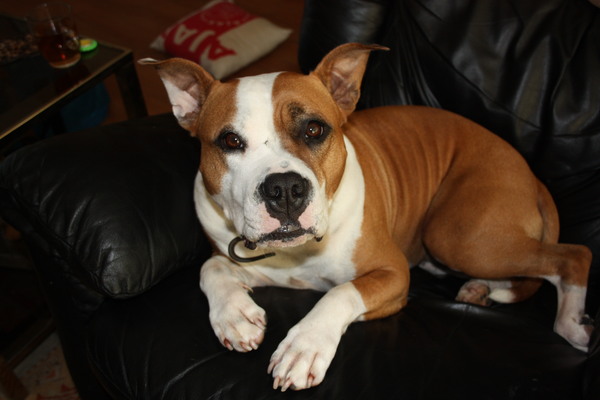 American Staffordshire Terrier