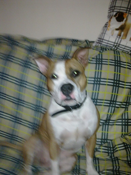 American Staffordshire Terrier