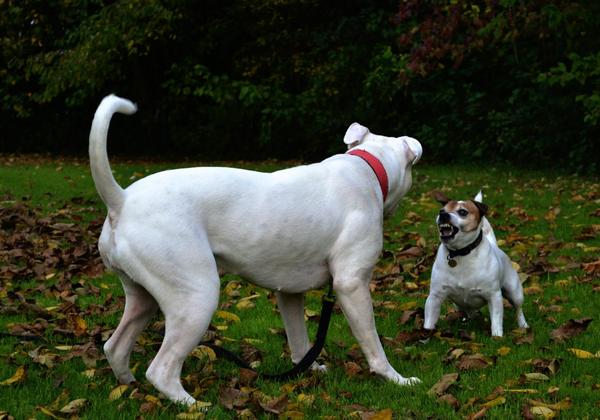 de kap maakt de monnik niet
