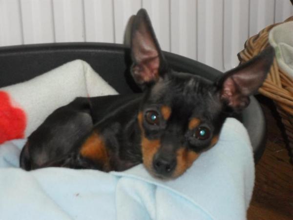 Dwergpinscher