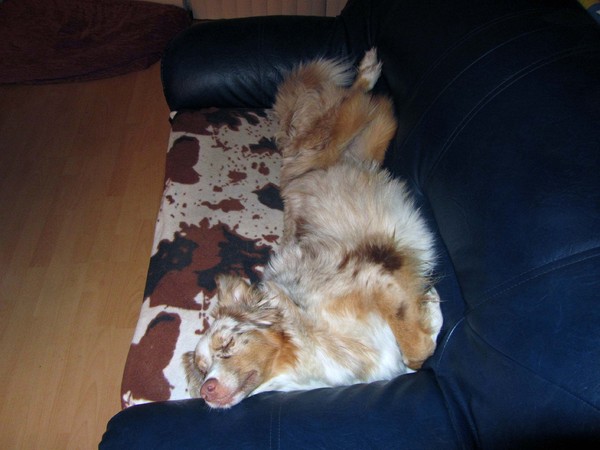 Je moet geen slapende honden wakker maken