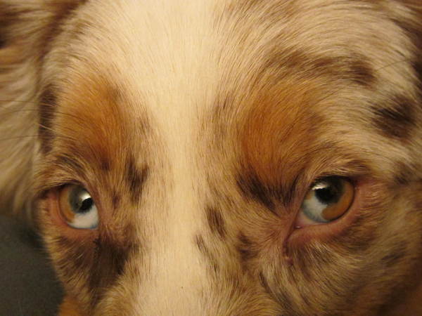 Trouwe honden ogen hebben
