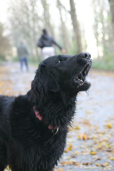 blaffende honden bijten niet
