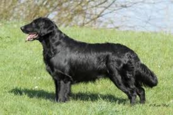 Flatcoated Retriever
