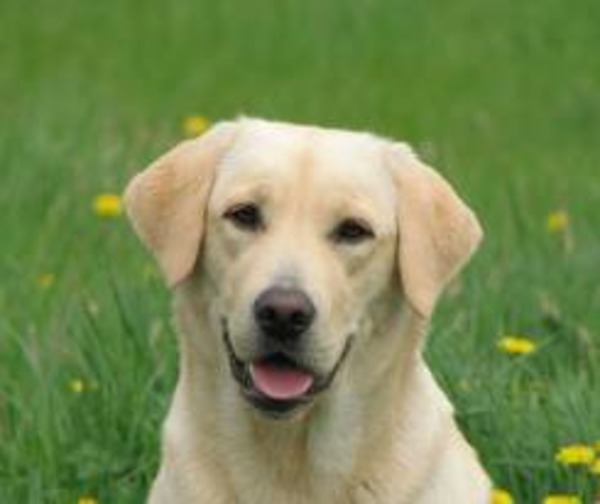 Labrador Retriever