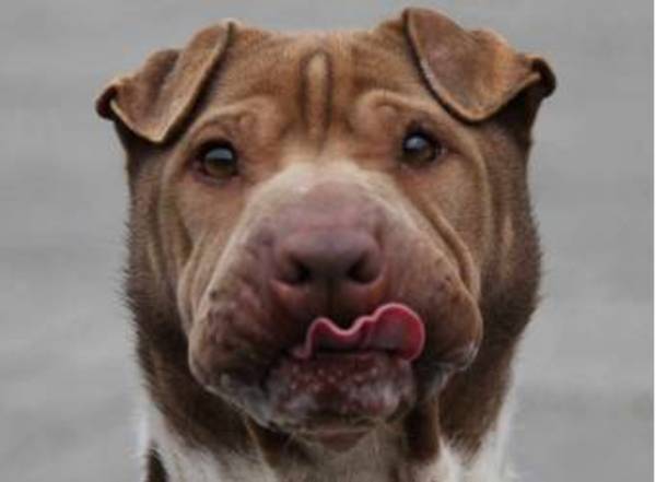 Hij staat te kijken als malle Jan