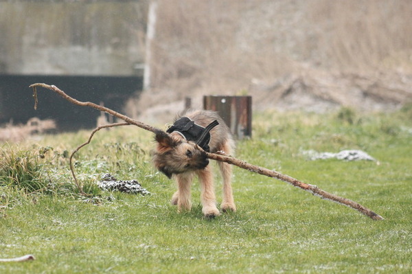 ergens de schouder onder zetten 