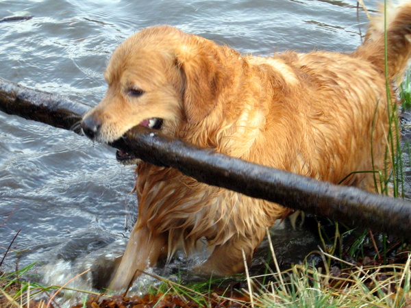 dat is een kolfje naar zijn hand.