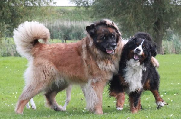 een arm om iemand schouder slaan