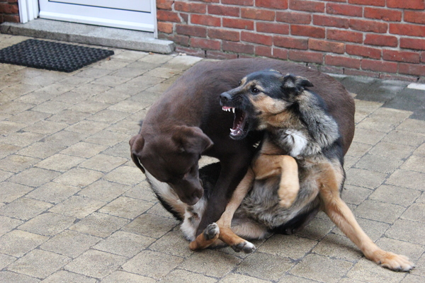 Zij is gewapend tot de tanden