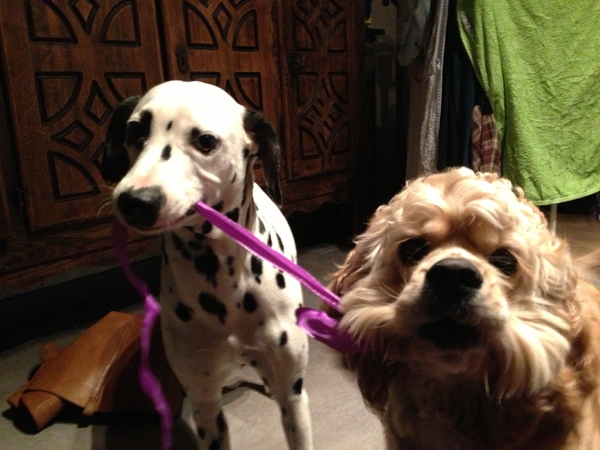 Als twee honden vechten om een... ehmm lintje :)