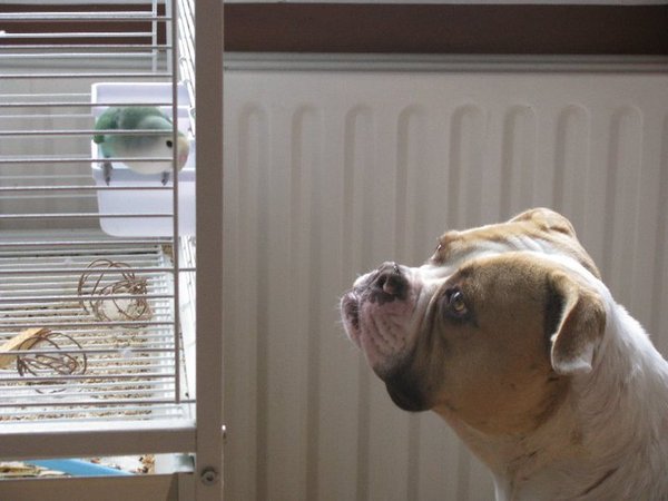 Beter één vogel in de kooi dan er tien in de lucht