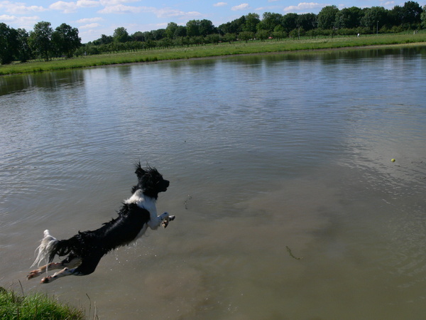Een blode hond wordt zelden vet.(je moet soms risoco's durven nemen)