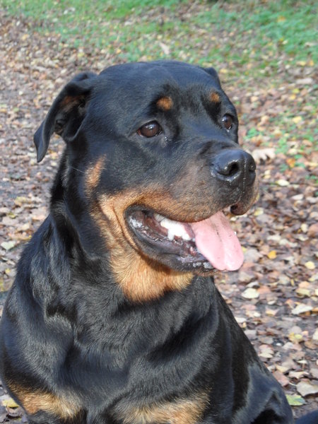 Rottweiler