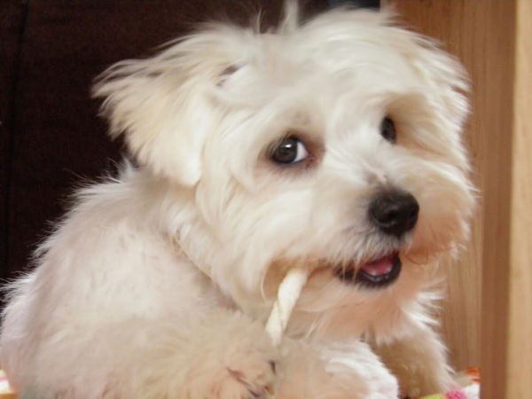 op een houtje bijten...