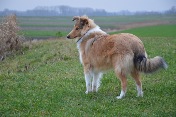 Commandeer je hond en blaf zelf