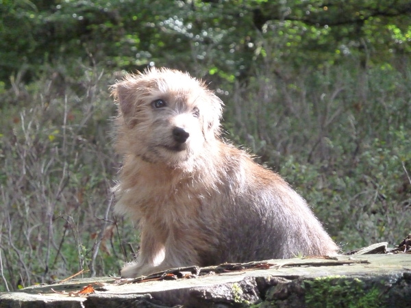 Norfolk Terrier